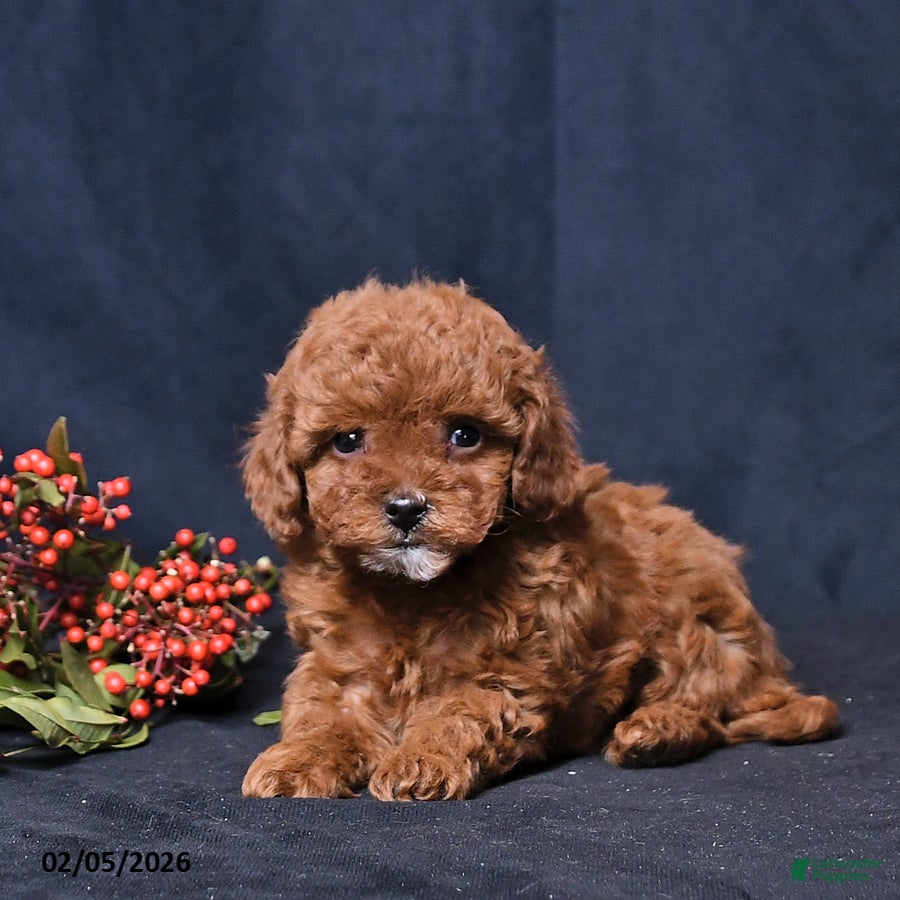 Toy Poodle dogs Ruby - Ad 2