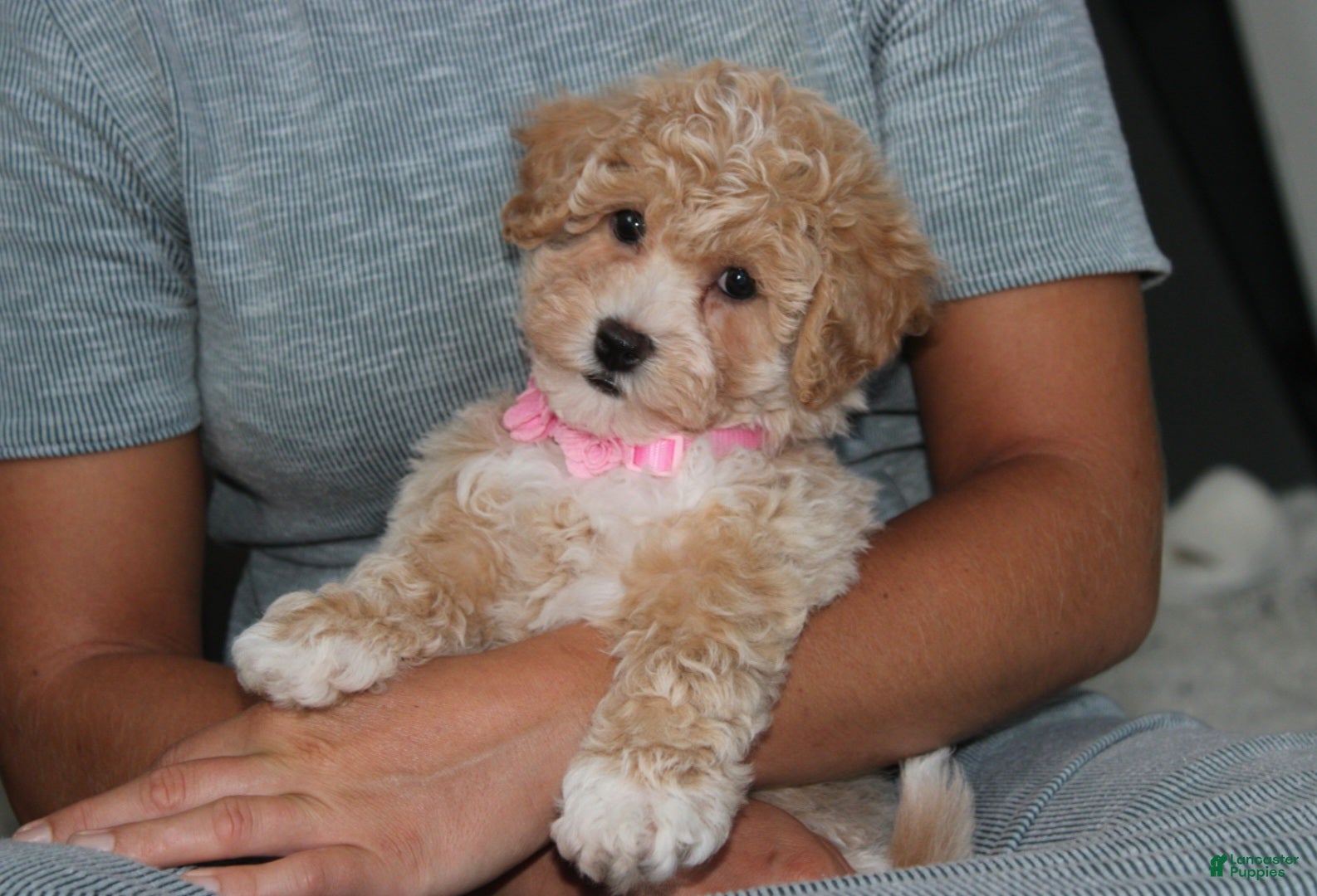 Bichpoo dogs Bichpoo 1Abby - Ad 2