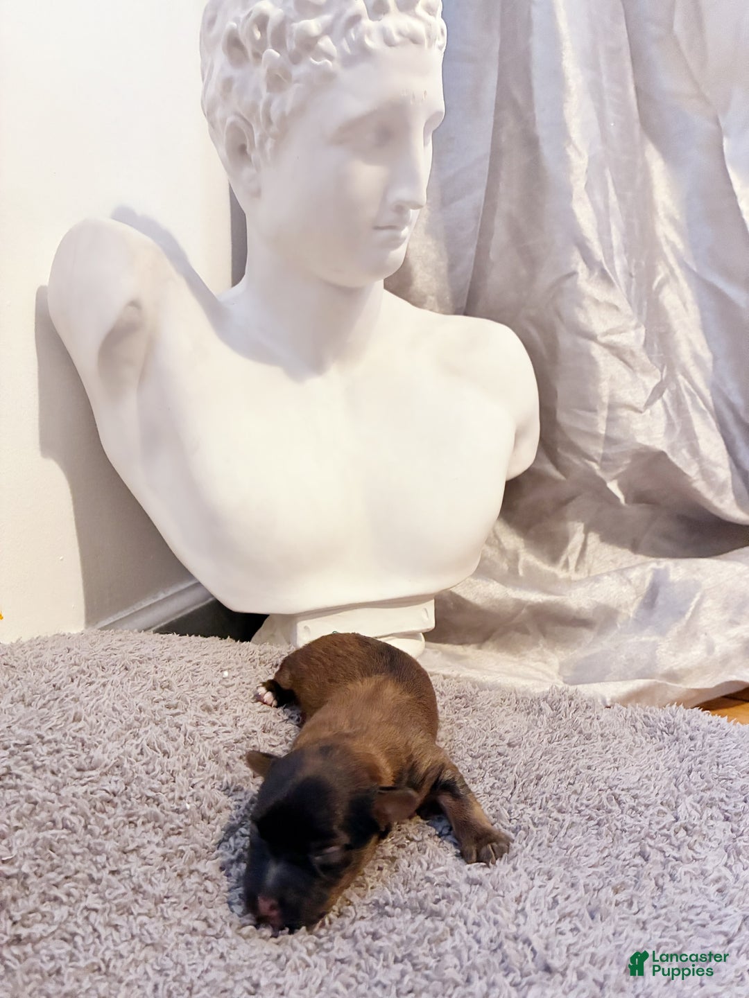 Yorkiepoo dogs for sale: Yorkiepoo Puppy 1 - Ad 3