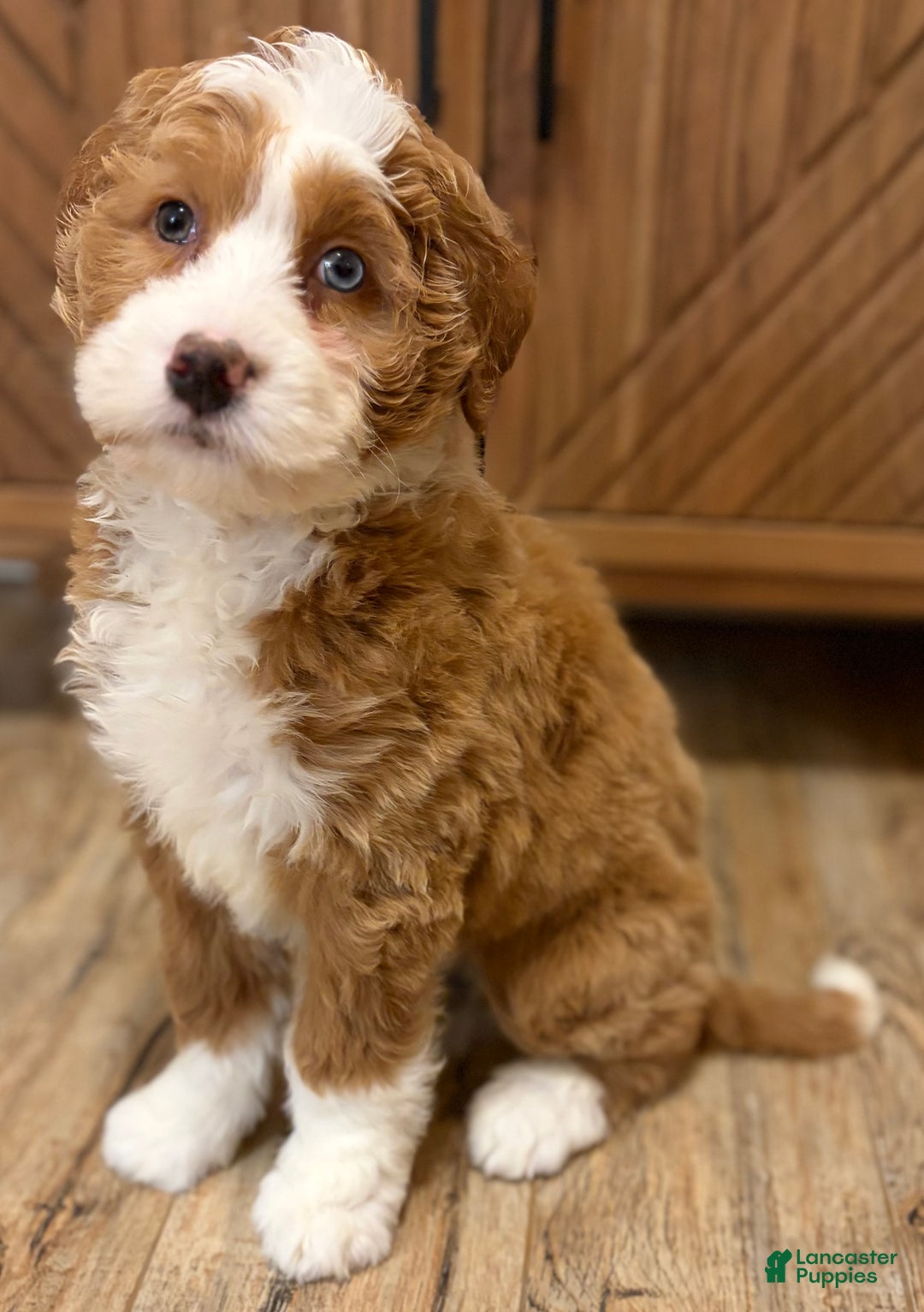 Mini Bernedoodle dogs for sale: 💗 IN BOSTON MASSACHUSETTS AREA 💗 RED AND WHITE GIRL WITH ONE BLUE EYE 💗 MINI BERNEDOODLE 💗 - Ad 2