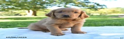 Golden Retriever dogs for sale: Asher - Ad 3