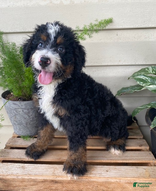 Mini Bernedoodle dogs Buster- medium - Ad 1