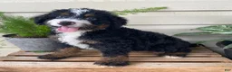 Mini Bernedoodle dogs for sale: Buster- medium - Ad 1