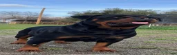 Rottweiler dogs for sale: Rottweiler 3 - Ad 2