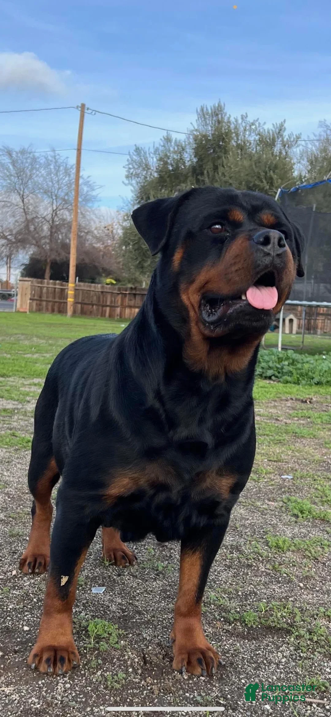 Rottweiler dogs for sale: Rottweiler 3 - Ad 2