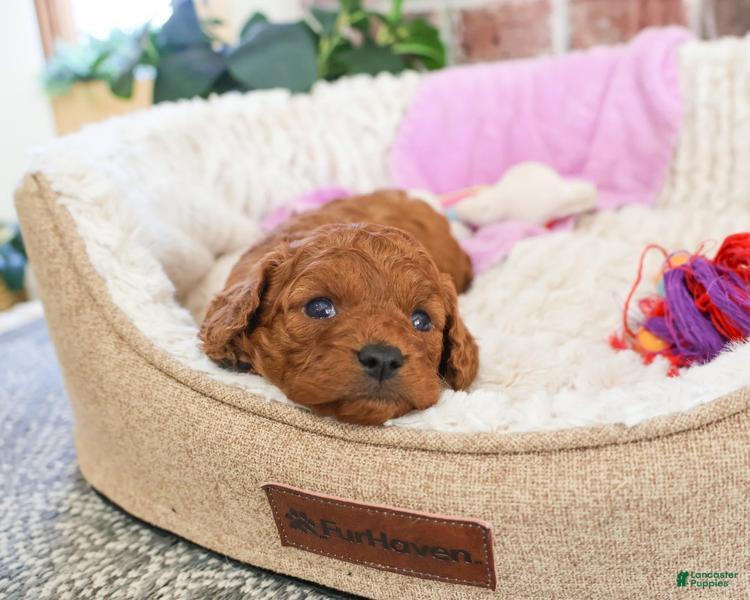 Cavapoo dogs for sale: Beauty  - Ad 8