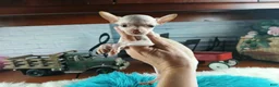 Chihuahua dogs for sale: Vanillas Teacup Boy. Hand Delivery  - Ad 4