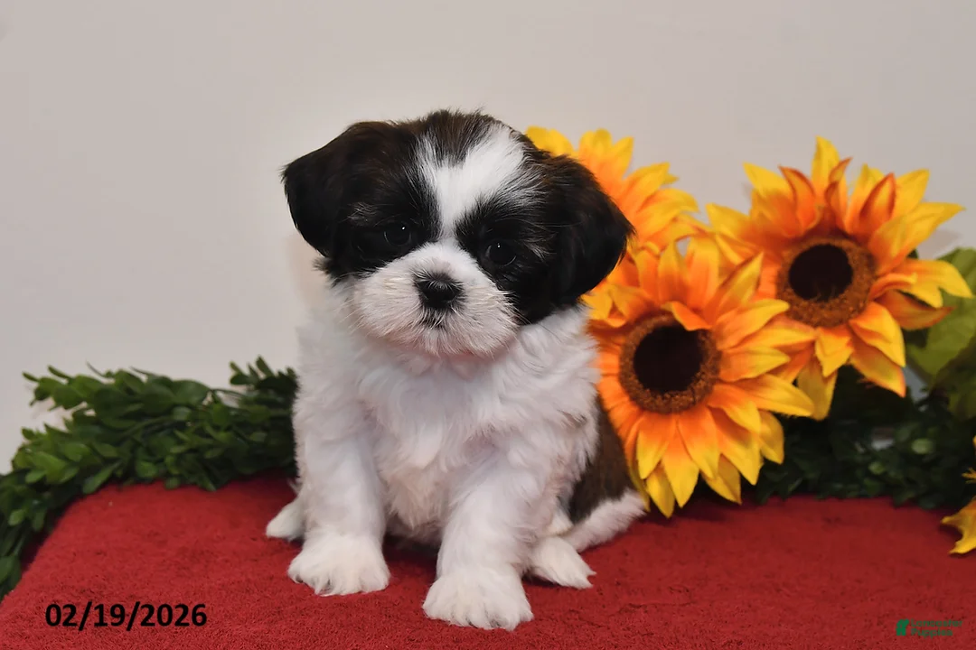 Shih Tzu dogs for sale: Ariel - Ad 2