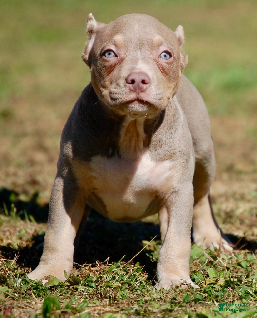 American Bully dogs for sale: Fawn Male 1 - Ad 6