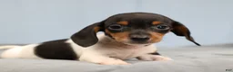 Miniature Dachshund dogs for sale: Rhett 🏈 - Ad 9