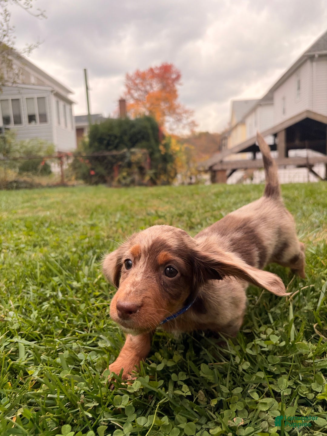 Miniature Dachshund dogs for sale: Spud - Ad 3