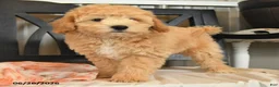 Bichpoo dogs for sale: Jade - Ad 9