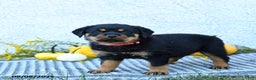 Rottweiler dogs for sale: Frita - Ad 2