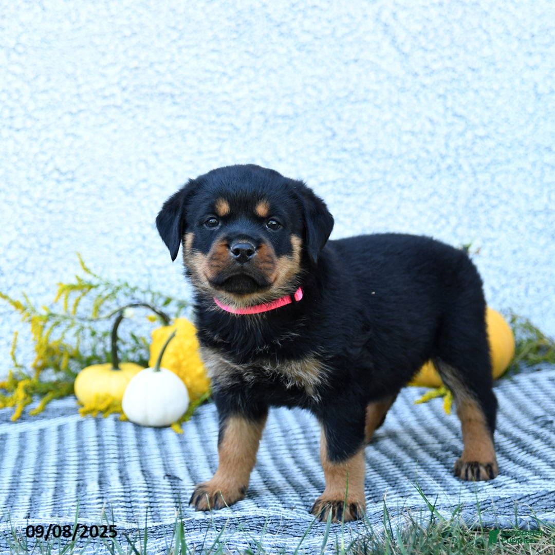 Rottweiler dogs for sale: Frita - Ad 2