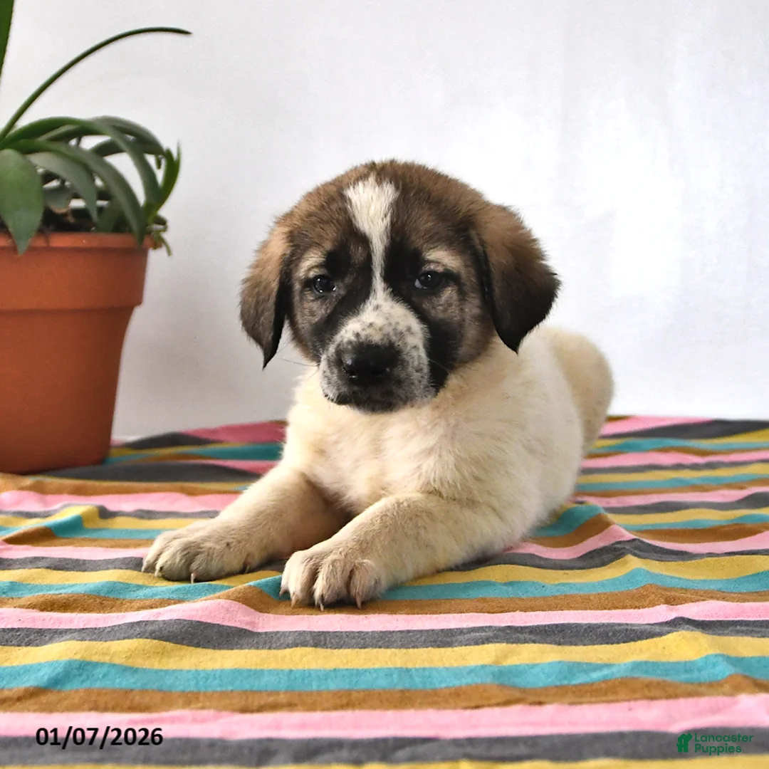 Mixed Breed dogs for sale: Max - Ad 4