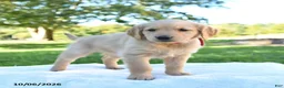 Golden Retriever dogs for sale: Annie - Ad 1