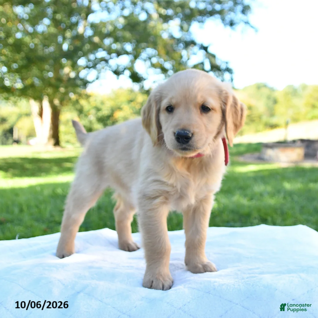 Golden Retriever dogs for sale: Annie - Ad 1