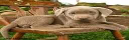 Labrador Retriever dogs for sale: Misty Blue - Ad 2