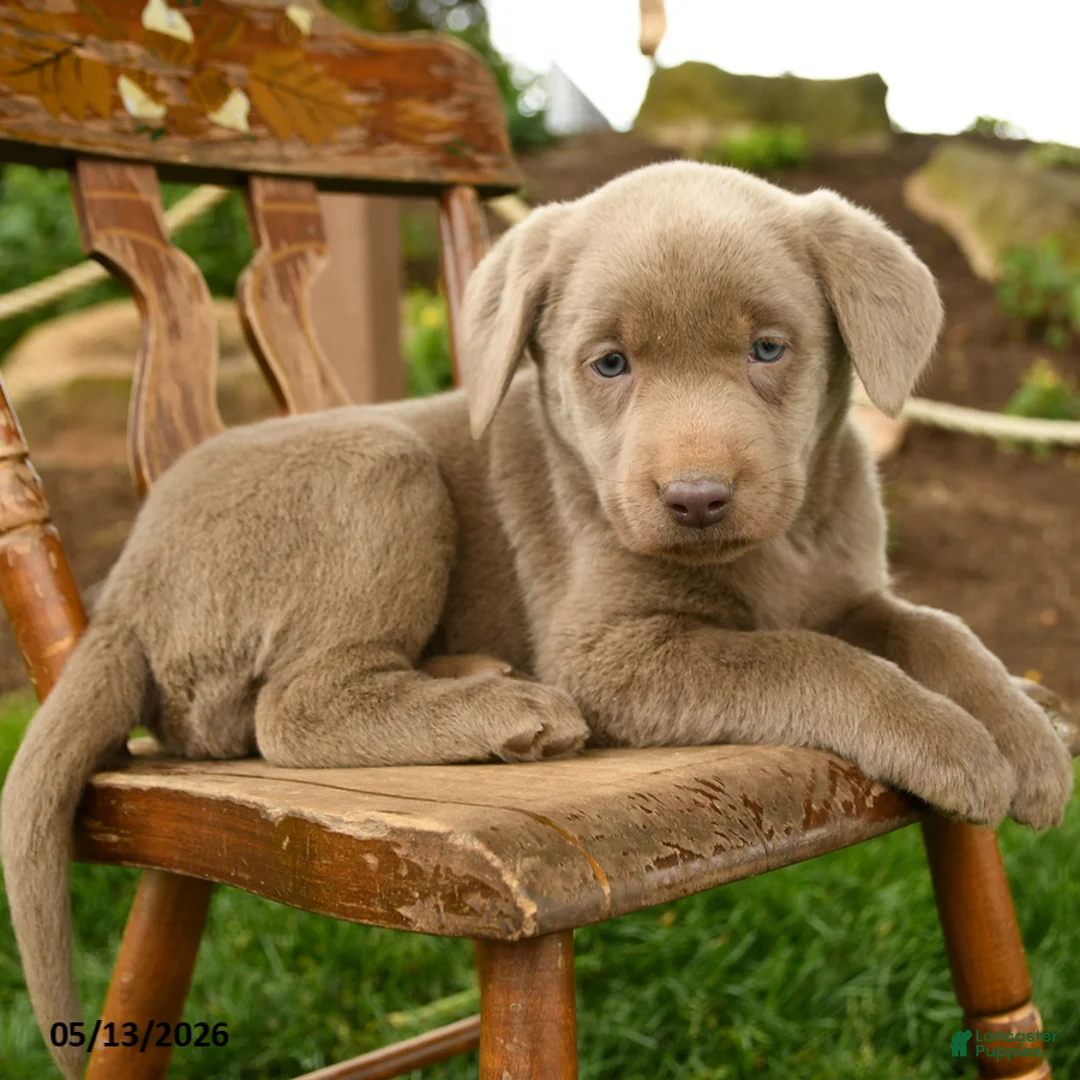 Labrador Retriever dogs for sale: Misty Blue - Ad 2