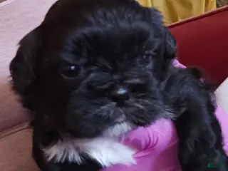 Shih Tzu dogs Midas - Ad 26