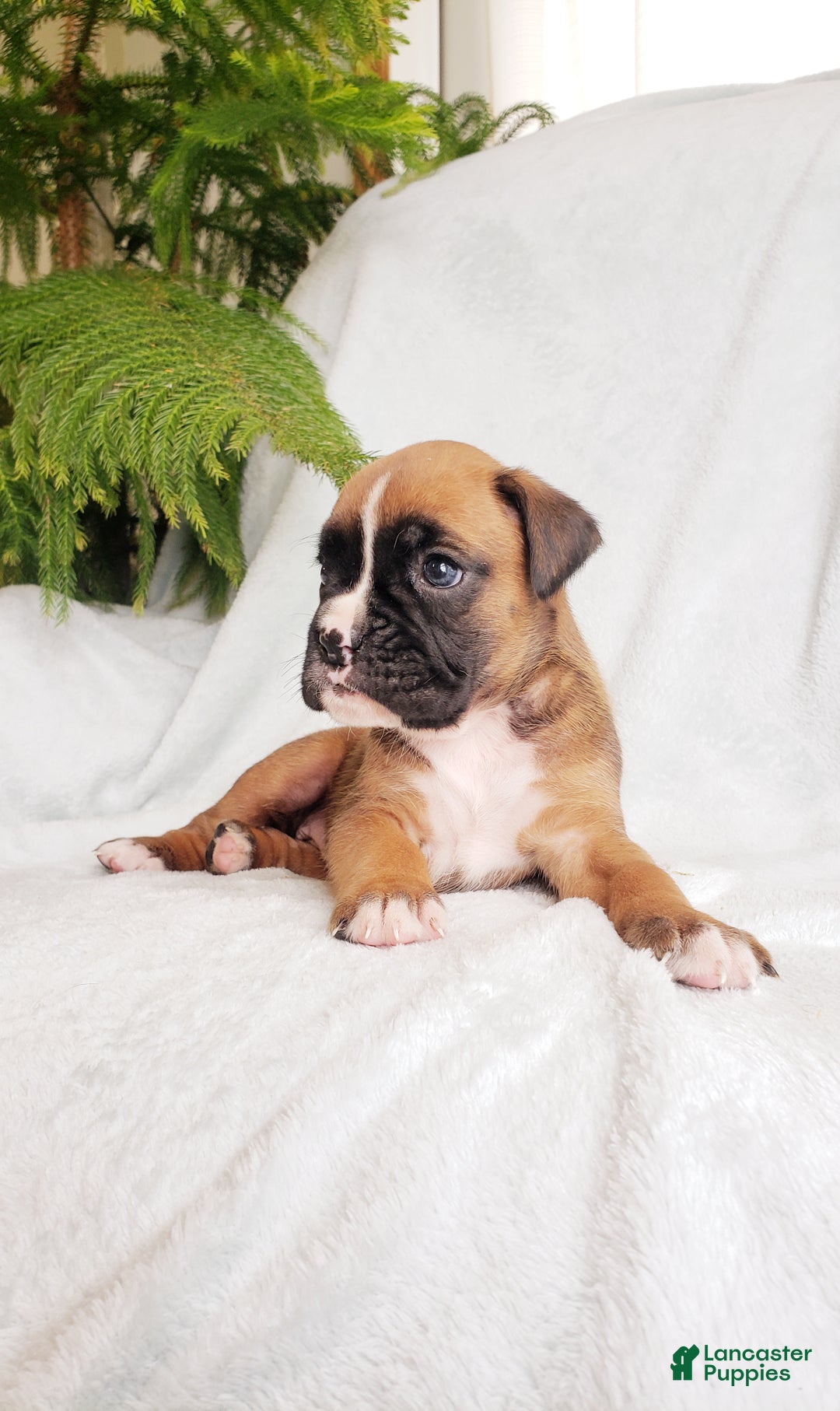 Boxer dogs for sale: Sheila - Ad 1