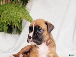 Boxer dogs Sheila - Ad 17