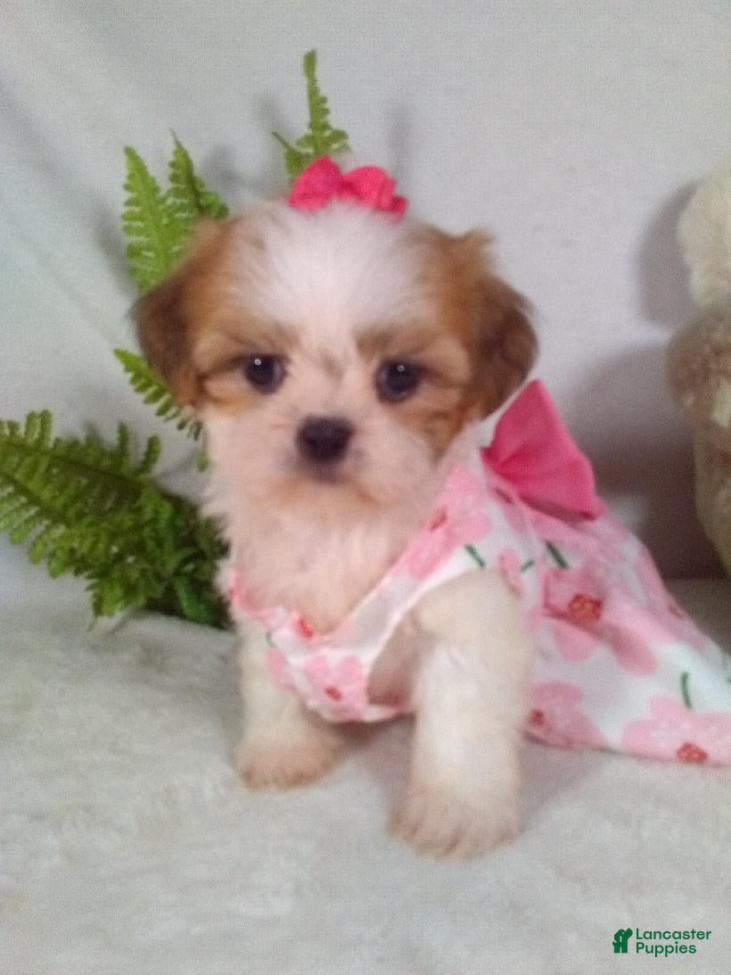 Shih Tzu dogs Piper  - Ad 2