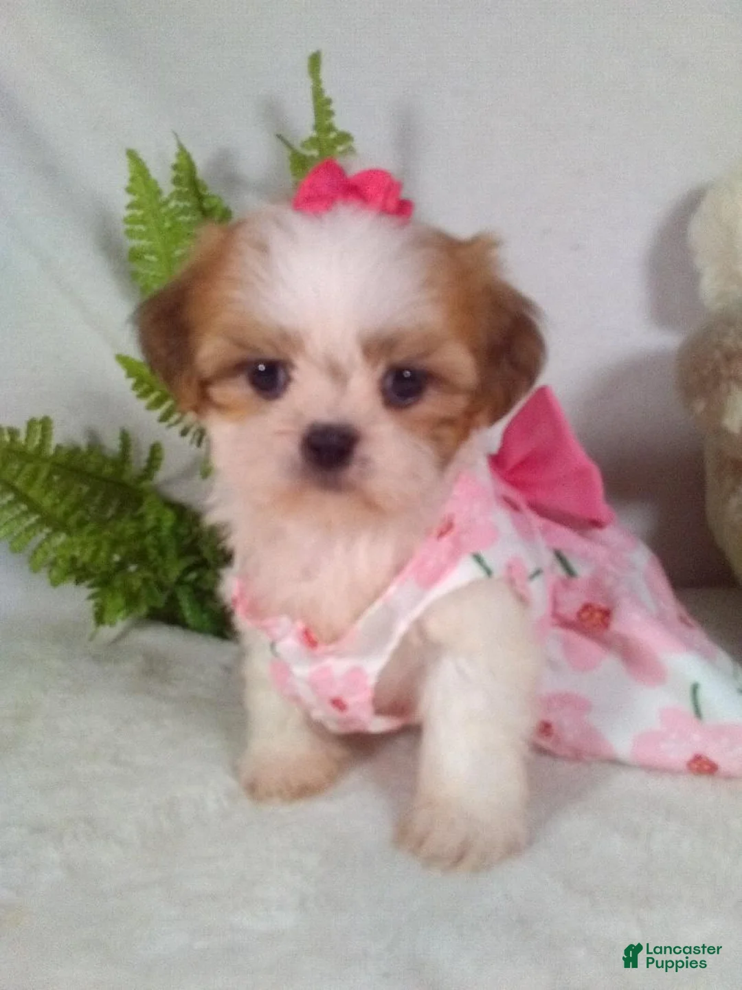 Shih Tzu dogs for sale: Piper  - Ad 2