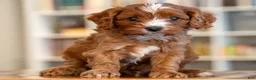 Cavapoo dogs for sale: Mason - Ad 3