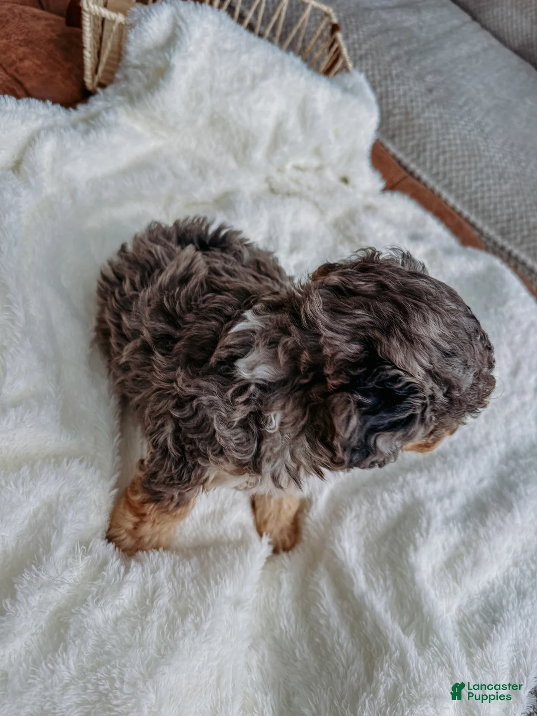 Miniature Poodle dogs for sale: Mac - Ad 2