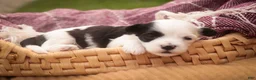 Havanese dogs for sale: Penny Havanese  - Ad 3
