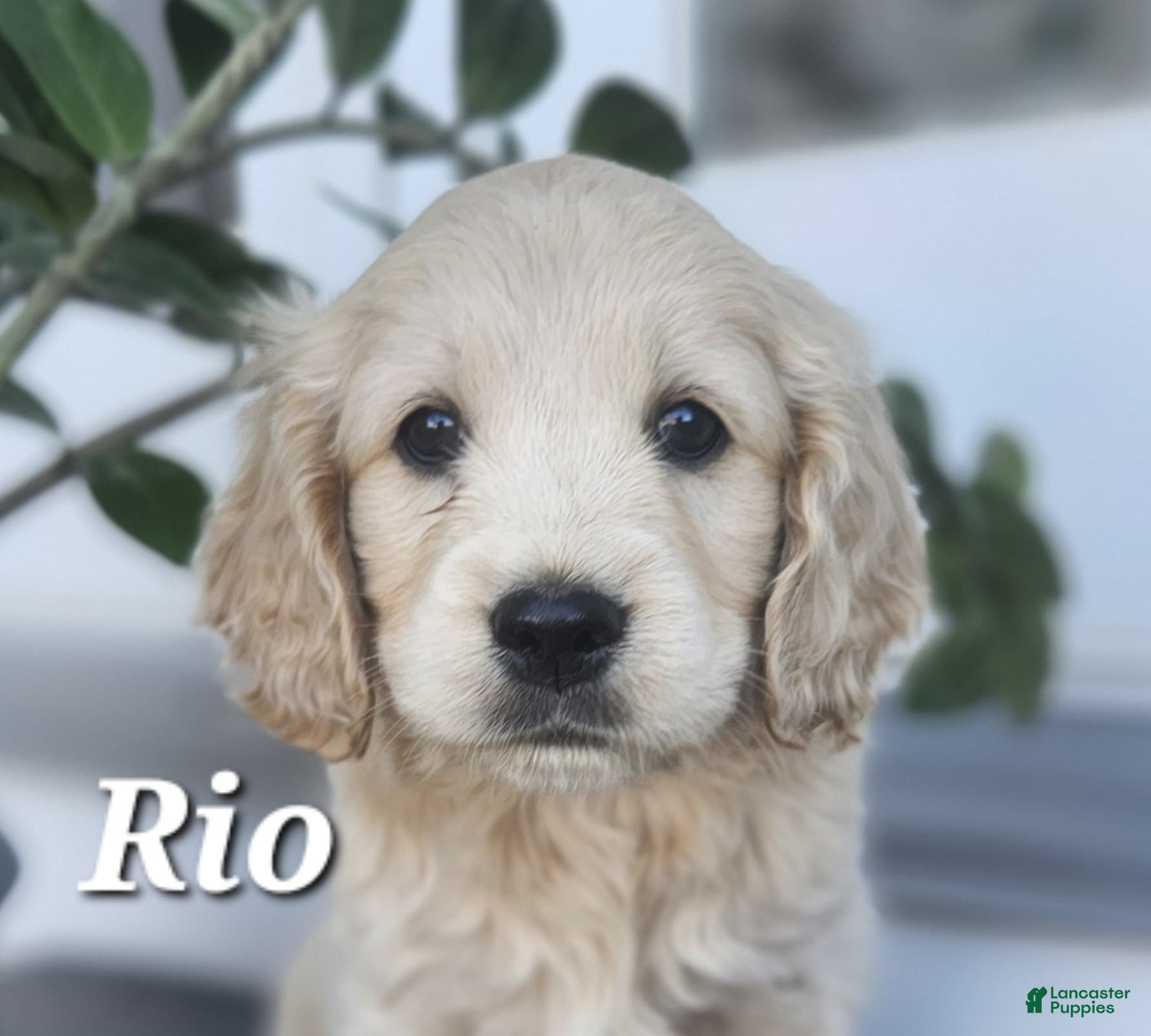 Mixed Breed dogs Rio - Ad 40