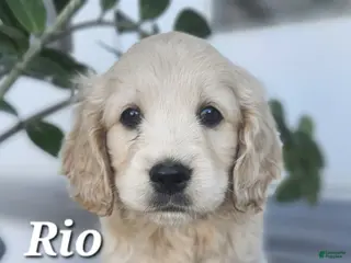 Mixed Breed dogs Rio - Ad 40