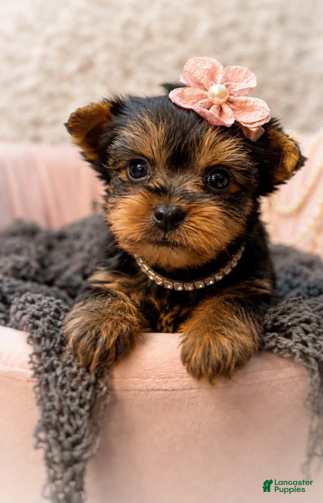 Yorkshire Terrier dogs for sale: Poppy 1.6lbs - Ad 1