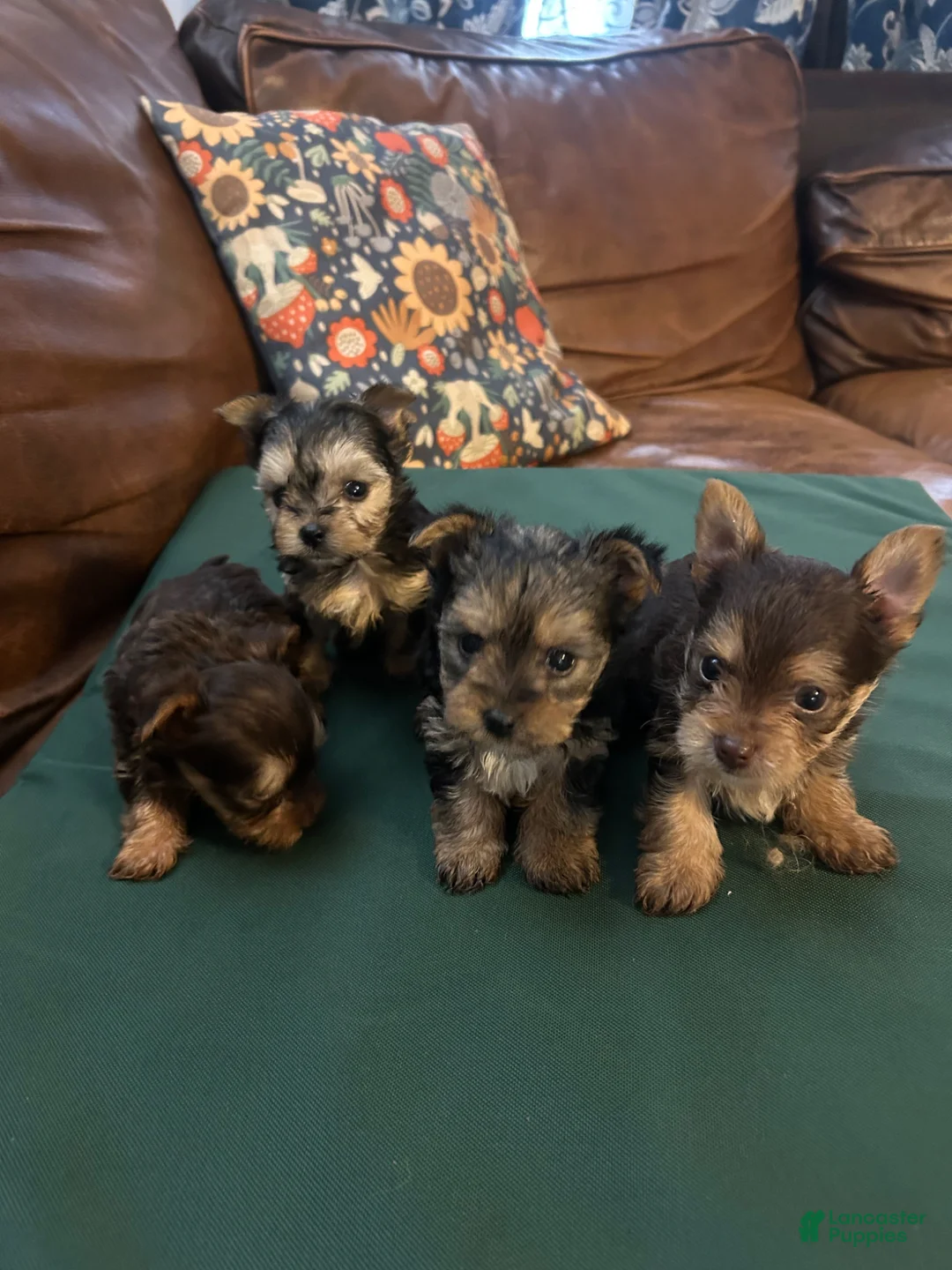 Yorkshire Terrier dogs for sale: Yorkshire Terrier Puppy 3 - Ad 3