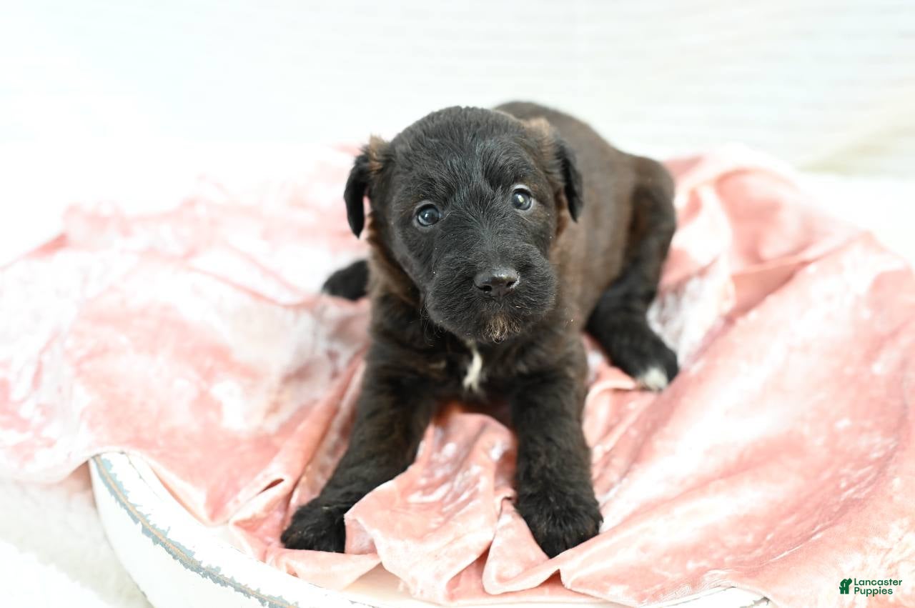 Mixed Breed dogs Ivy - Ad 6