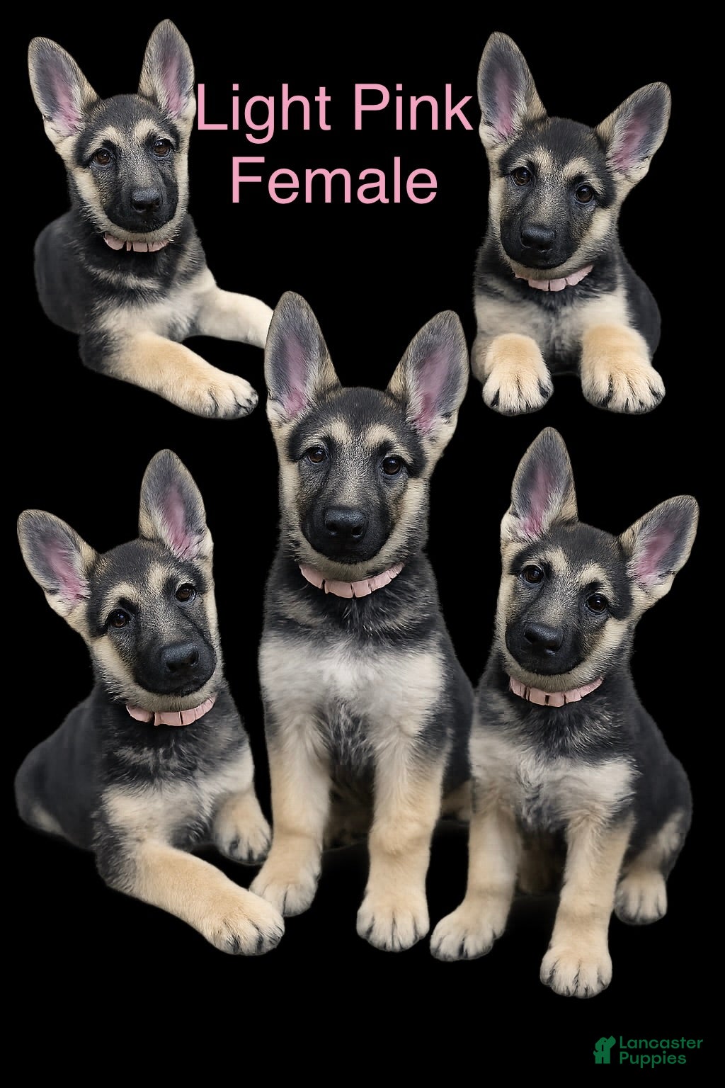 German Shepherd dogs Light Pink - Ad 1