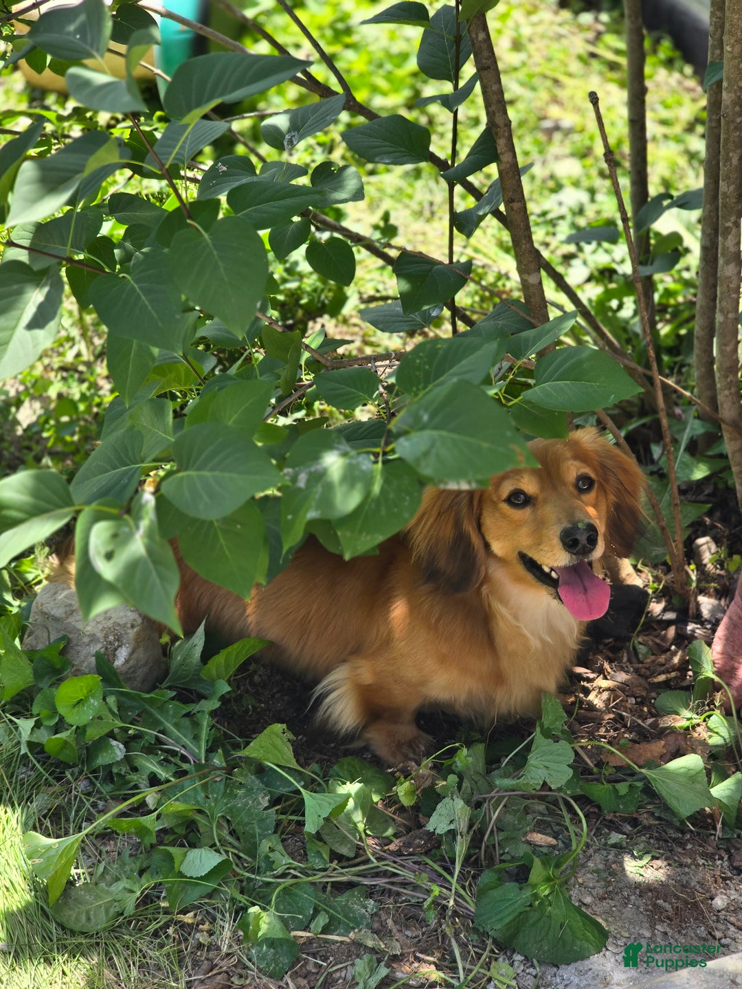 Miniature Dachshund dogs for sale: FeeFee - Ad 19