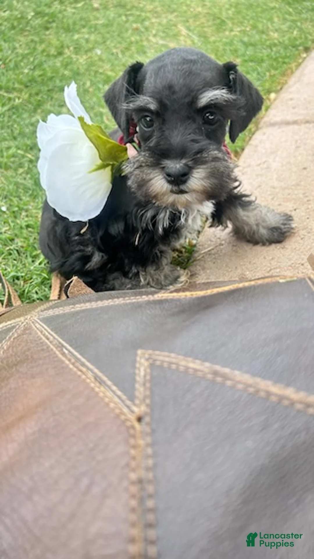 Miniature Schnauzer dogs for sale: Flower girl - Ad 1