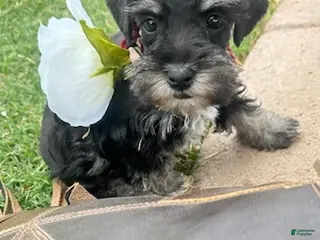 Miniature Schnauzer dogs for sale: Flower girl - Ad 4
