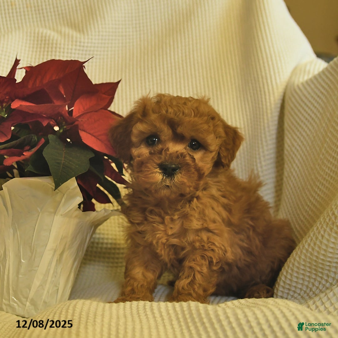 Cavapoo dogs for sale: Arthur  - Ad 3