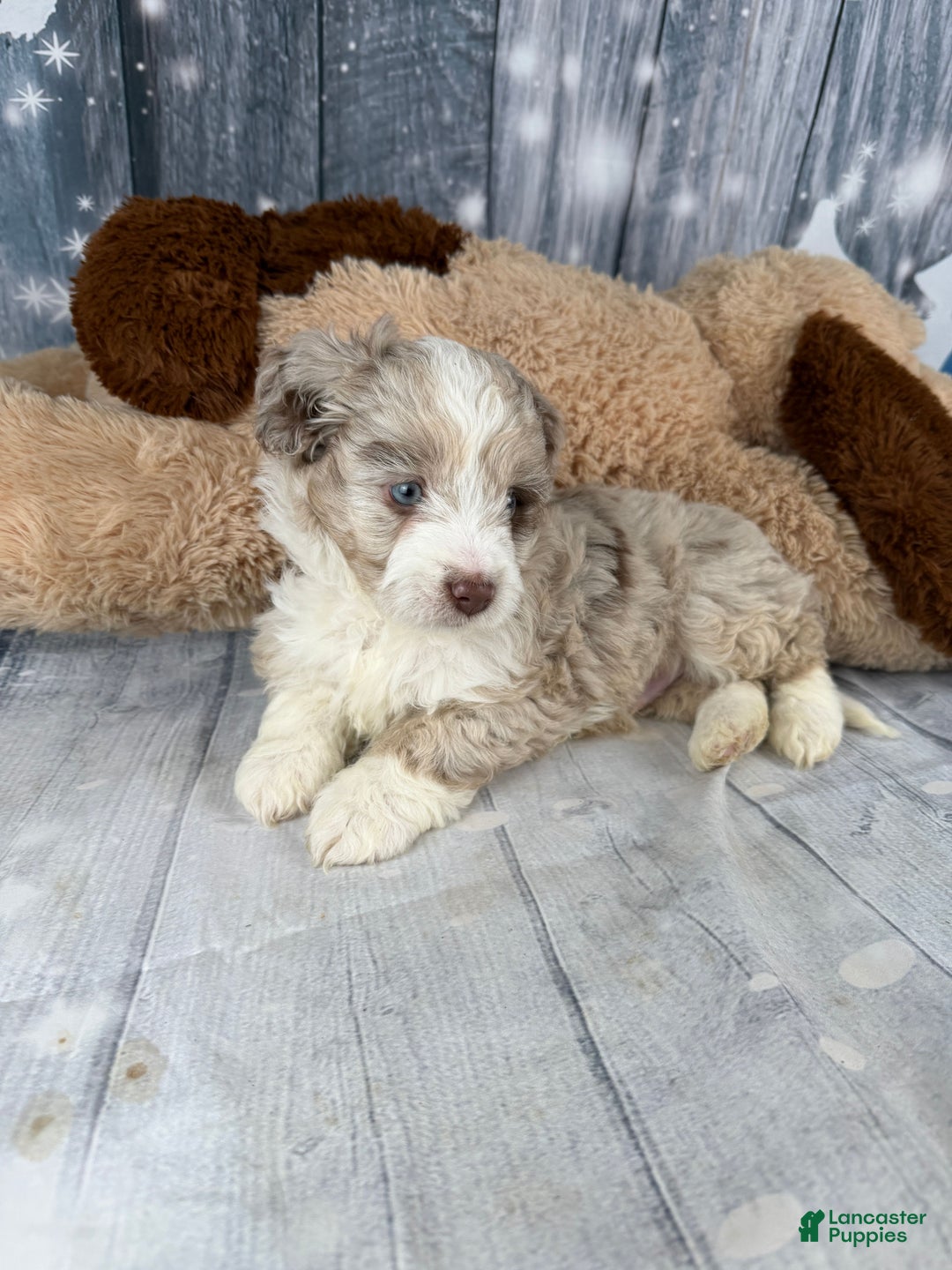 Aussiedoodle dogs for sale: Hendrik - Ad 2