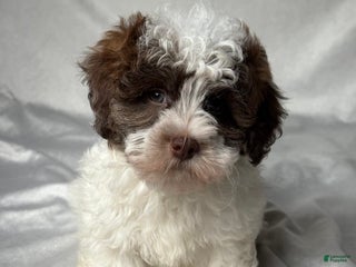 Havapoo dogs - Ad 32