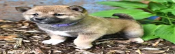 Shiba Inu dogs for sale: Trixie - Ad 3