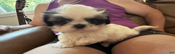 Shih Tzu dogs for sale: Shih Tzu 2 - Ad 5