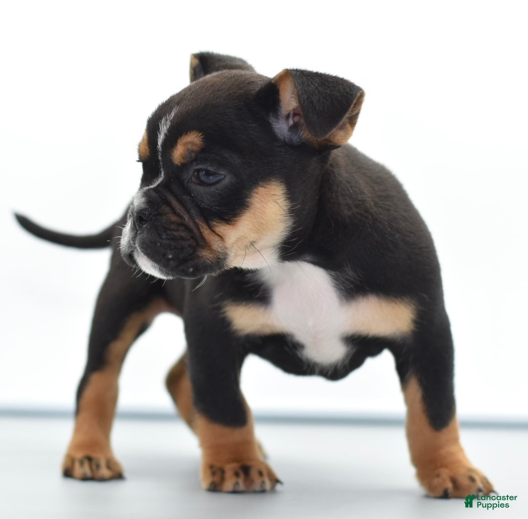 Mixed Breed dogs for sale: Savanna Tiny mini bulldog  - Ad 2