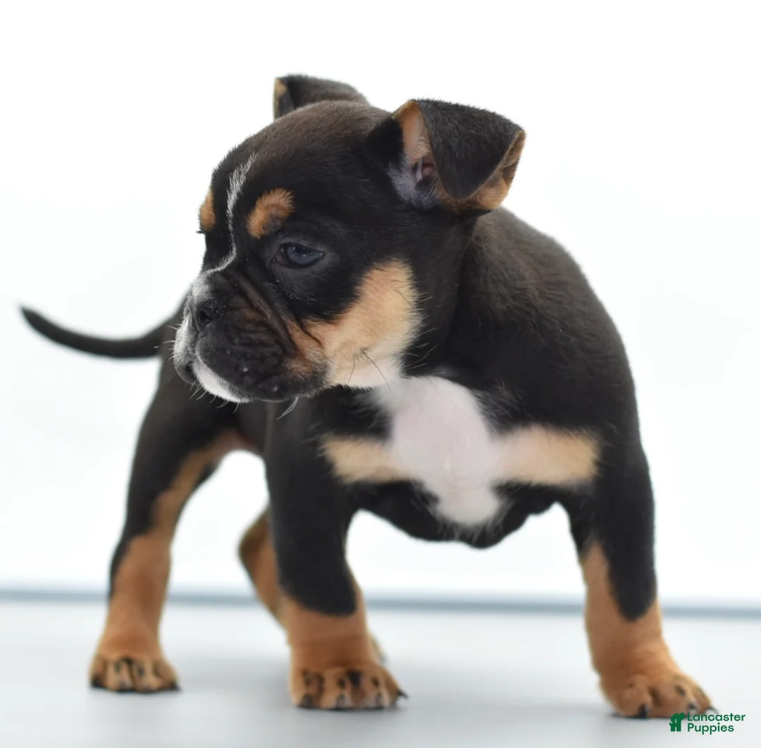 Mixed Breed dogs for sale: Savanna Tiny mini bulldog  - Ad 2