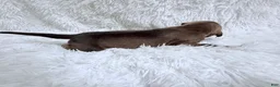 Great Dane dogs for sale: Latte - Ad 12
