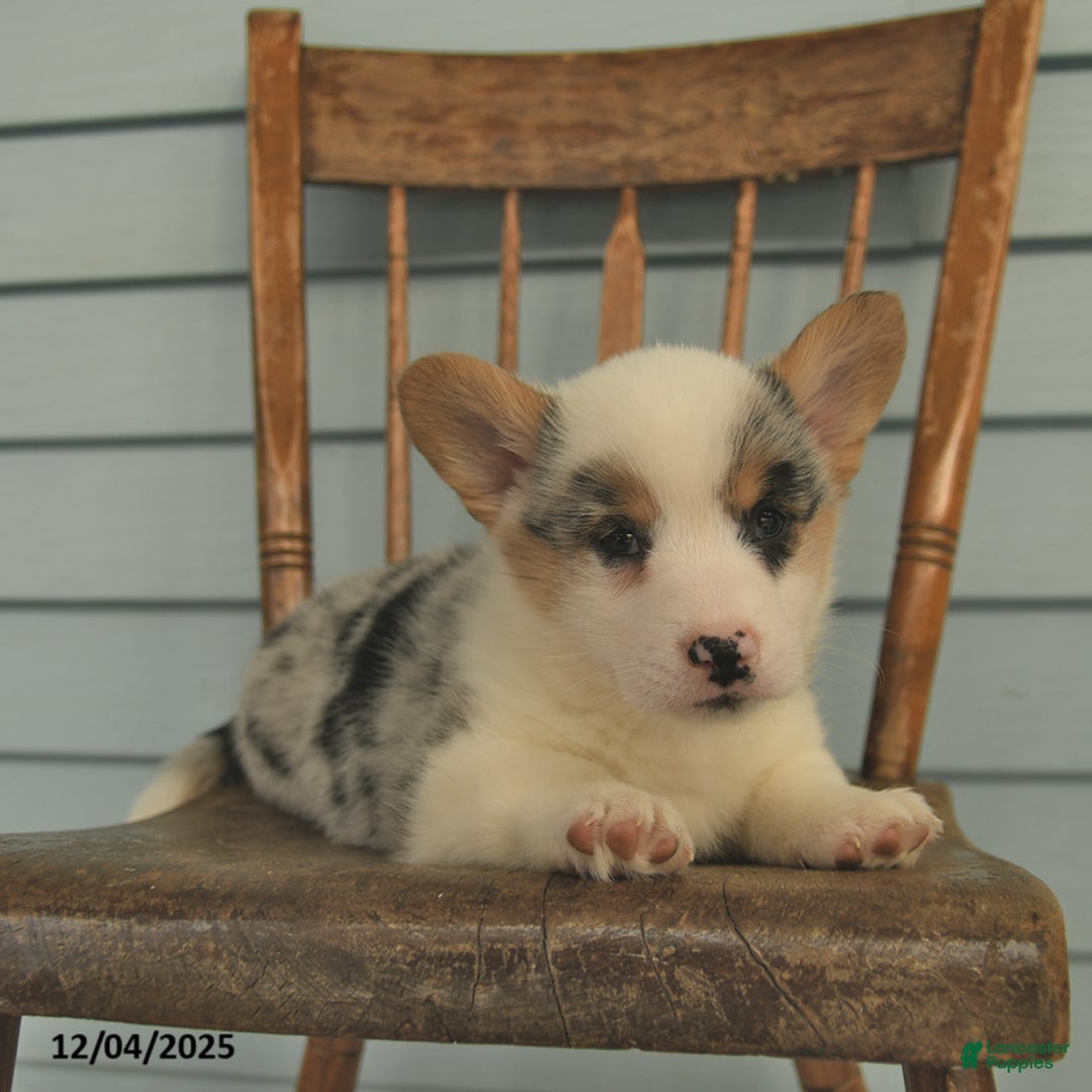 Welsh Corgi Pembroke dogs for sale: Sarge  - Ad 5