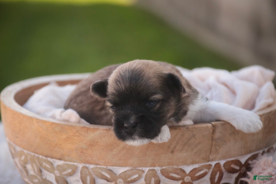 Havanese dogs Honey Havanese  - Ad 2